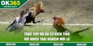 Trực Tiếp Đá Gà C3 Kịch Tính Với Nhiều Trải Nghiệm Mới Lạ 